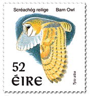 Barn Owl