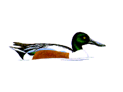 shoveler2.gif (7659 bytes)