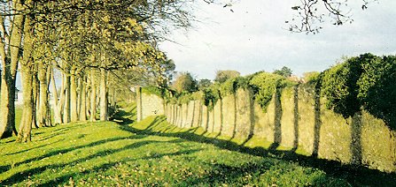 Picture of the walls of Athenry