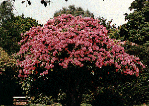rhododendrons