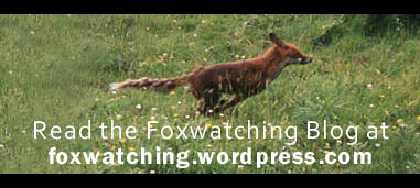 Foxwatching Blog