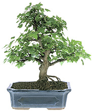 Trident maple