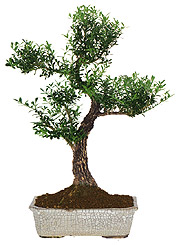 Serissa