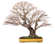 Hackberry