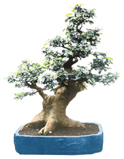 Chinese hackberry