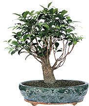 Taiwan ficus