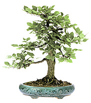 European hornbeam