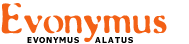Evonymus