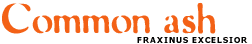 Common ash