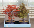 bonsai korea mix c