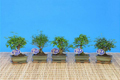 bonsai mix 15