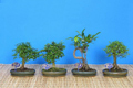 bonsai mix 24