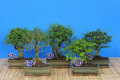 bonsai mix 25