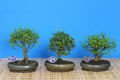 bonsai mix 29