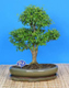 bonsai mix 45
