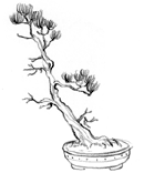 Nejikan