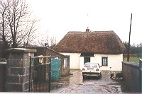 Thatch Photo