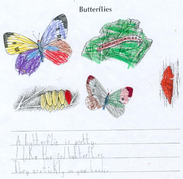 Butterflies by Liam C