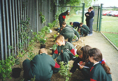 pupils do some gardening