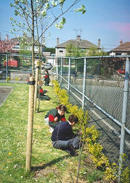 pupils gardening