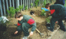 pupils gardening