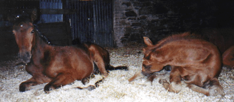 chinnty 13wks condy 10wks.gif (164822 bytes)