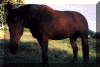 bi.gif (63052 bytes)