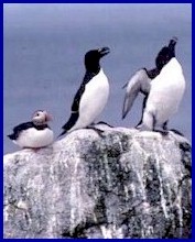 An atlantic Puffin and two Razorbills
