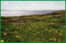 Green grass, yellow flowers, blue sea: The beauty of Inishturk