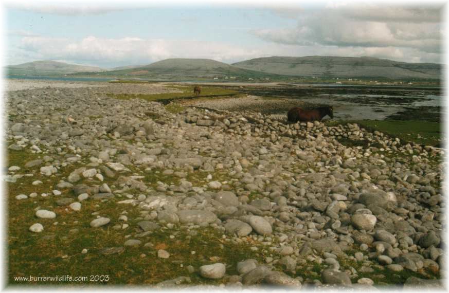 The Rinn Point - near Ballyvaughan