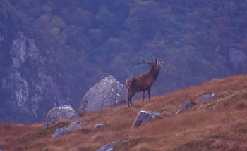 A red stag during the October rut (photo Mike Sandover)