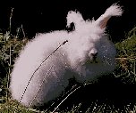 angora rabbit