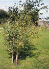 SilverBirch.jpg (30905 bytes)