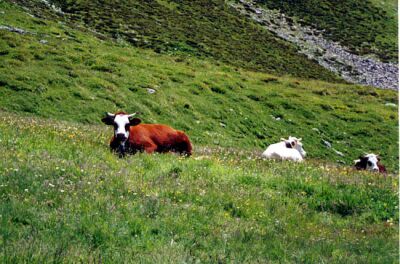 Alpine Cows