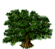 Oak Tree