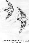 stan11.jpg (58 Kbytes)