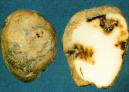 Potato Blight