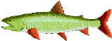 LAKTROUT.gif (8801 bytes)