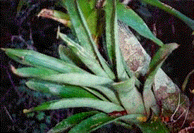 bromeliad.bmp (53242 bytes)