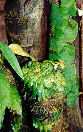 epiphytes.bmp (117222 bytes)