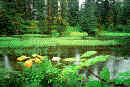 forest_bg_2.jpg (5433 bytes)