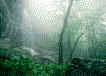 forest bk 3.jpg (3081 bytes)