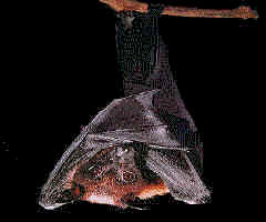 fruitbat.jpg (9861 bytes)