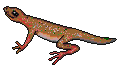 lizard.gif (12787 bytes)