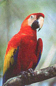 macaw.jpg (14288 bytes)