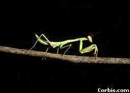 mantis.jpg (5620 bytes)