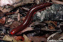 millipede.jpg (17379 bytes)