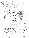 White Crowned Parrot