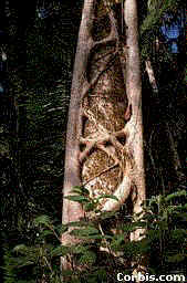 strangler.jpg (15343 bytes)
