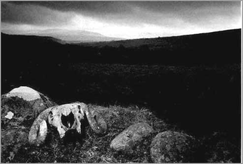 Ram's Head